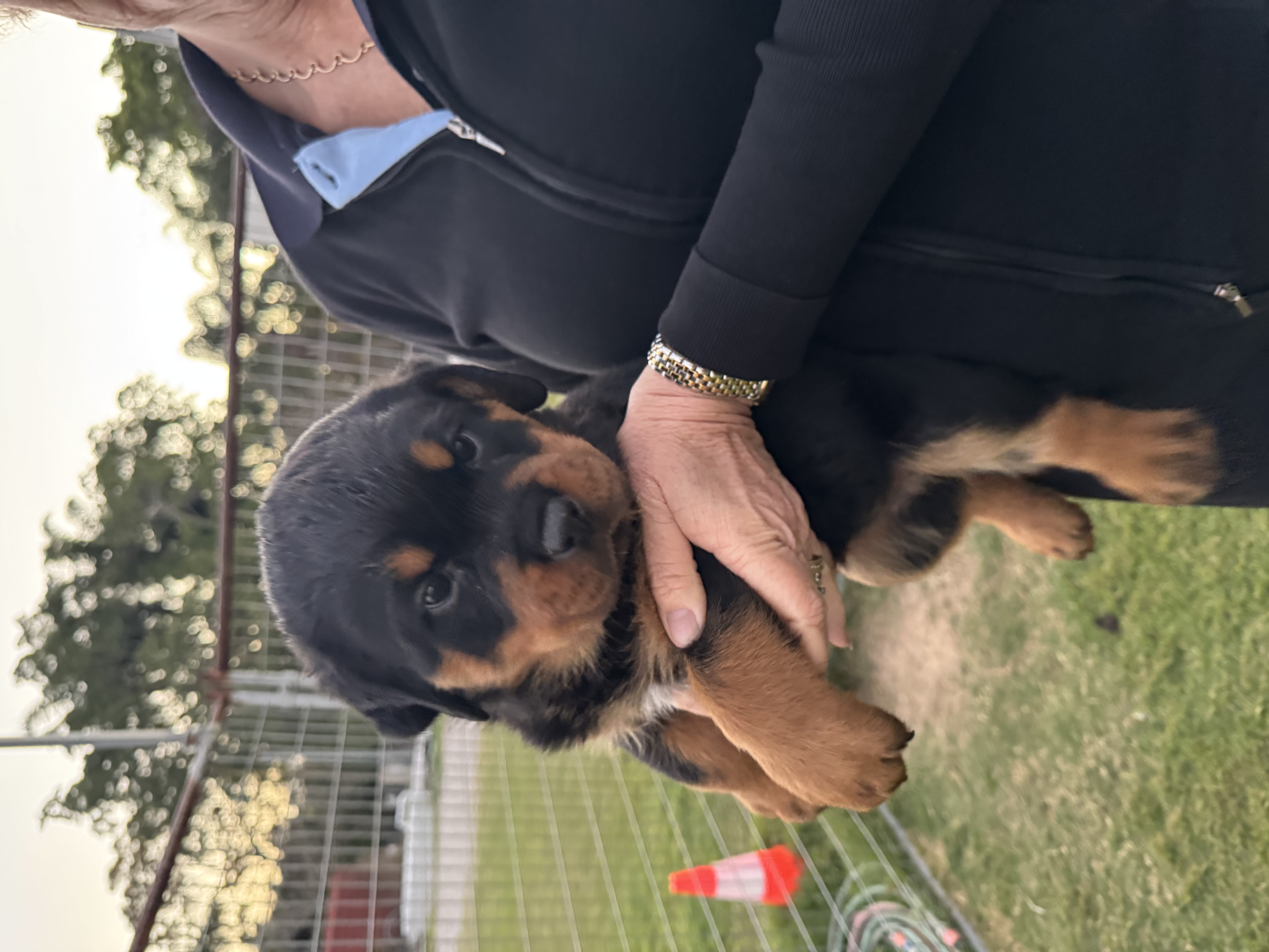 Purebred Rottweiler Puppies — photo 2
