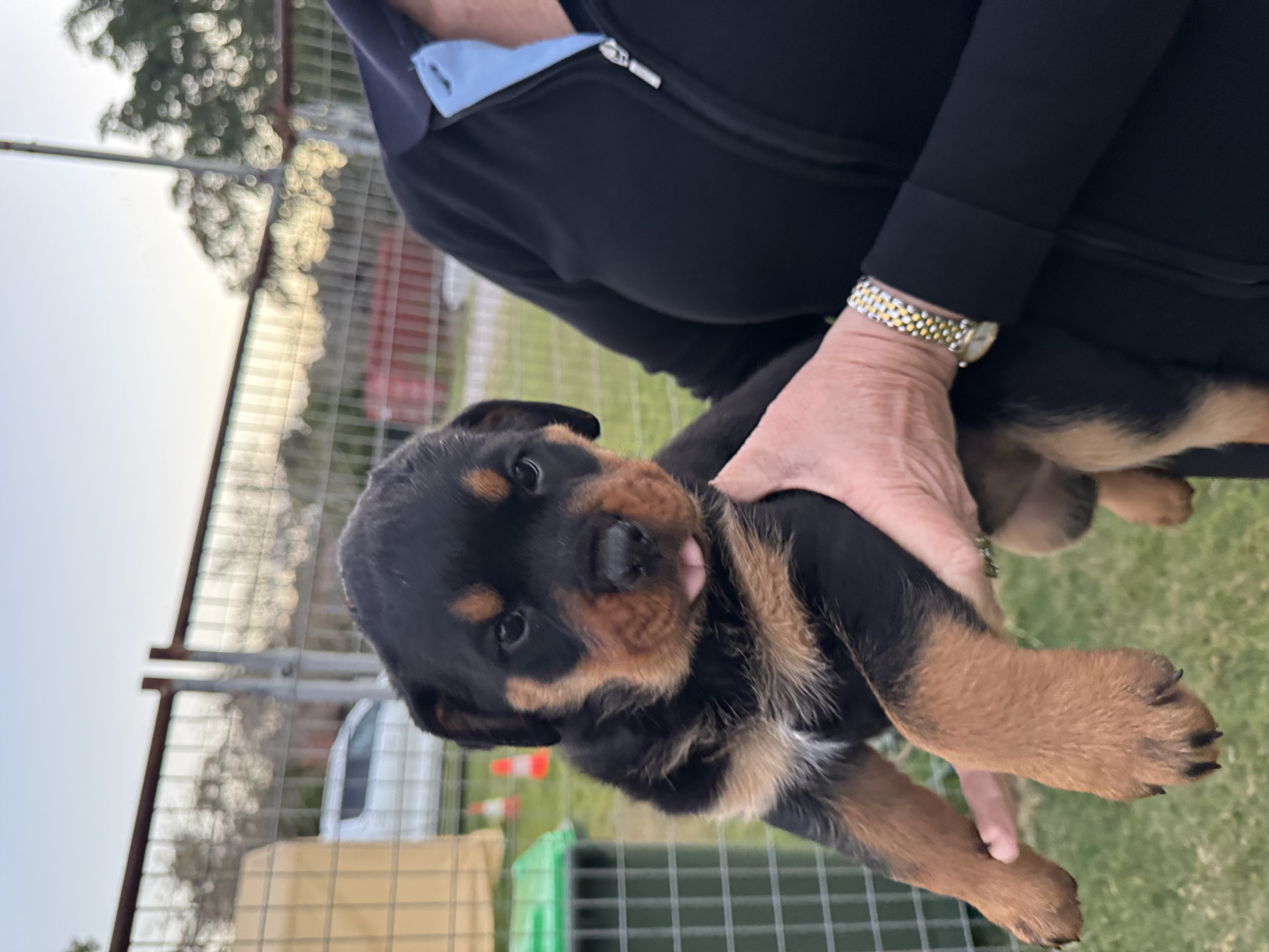 Purebred Rottweiler Puppies — photo 3