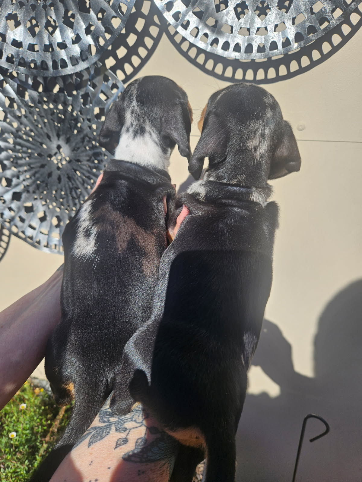 Smooth Haired Mini Daschund — photo 3