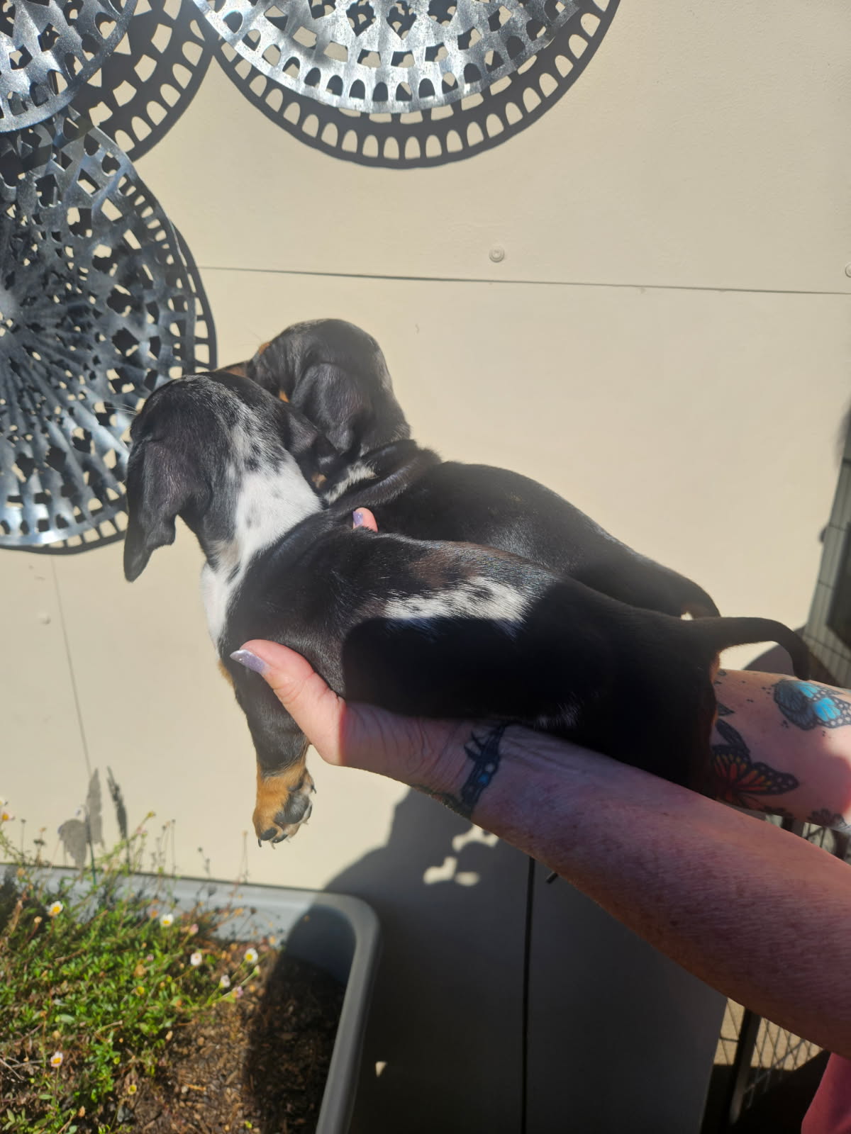 Smooth Haired Mini Daschund — photo 2