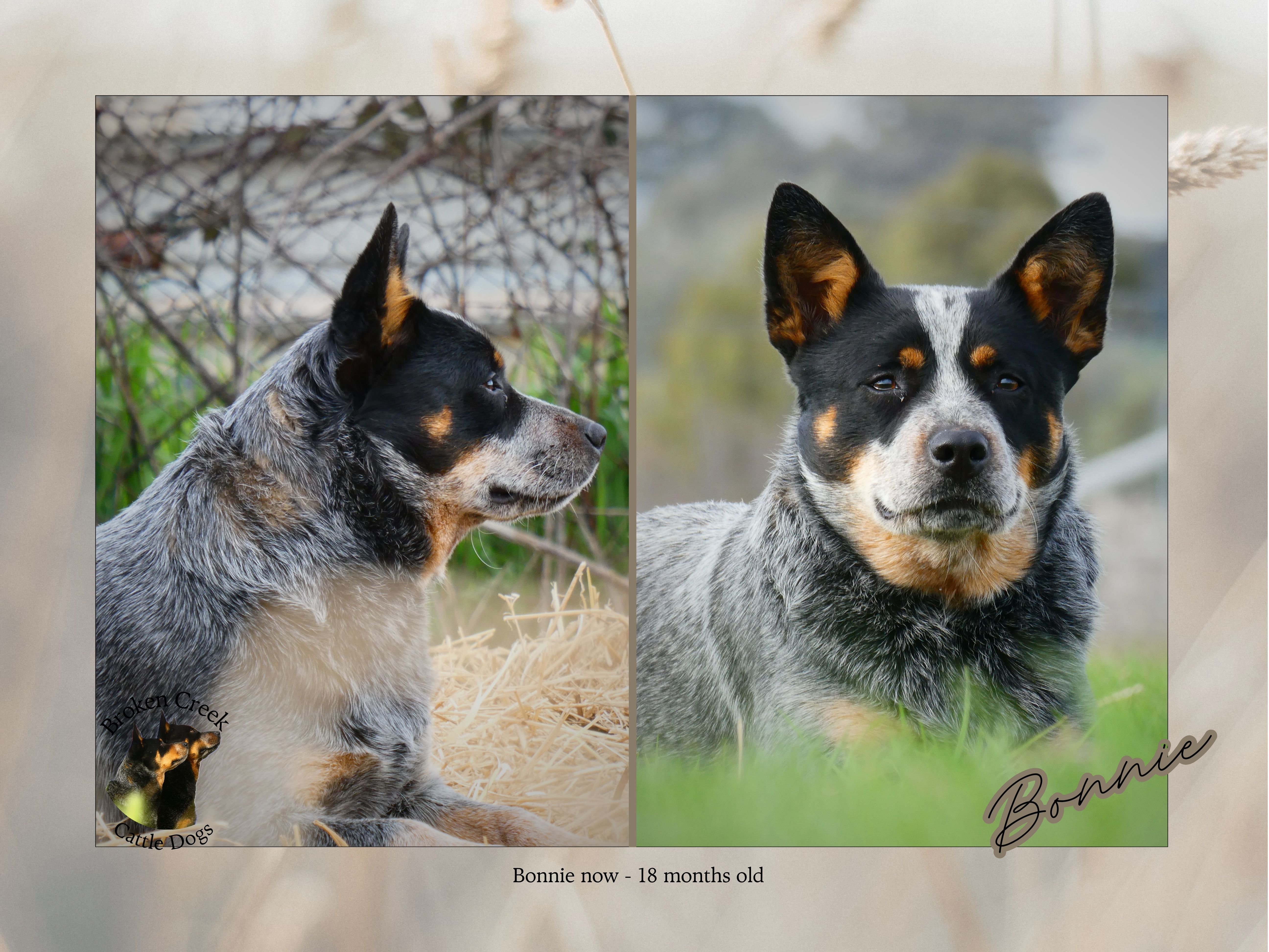 Red and Blue Heeler Pups - Broken Creek Cattle Dogs — photo 2