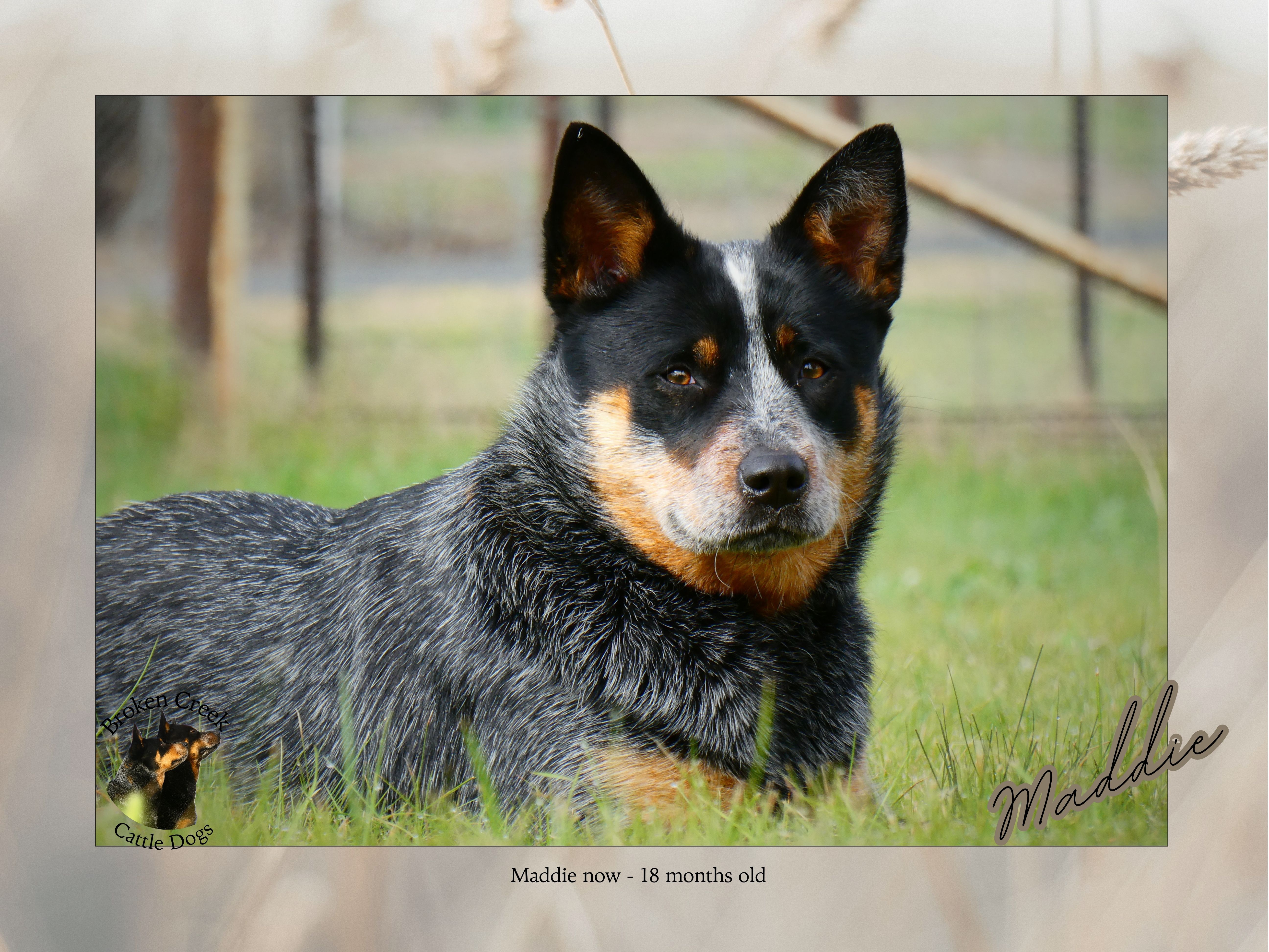 Red and Blue Heeler Pups - Broken Creek Cattle Dogs — photo 5