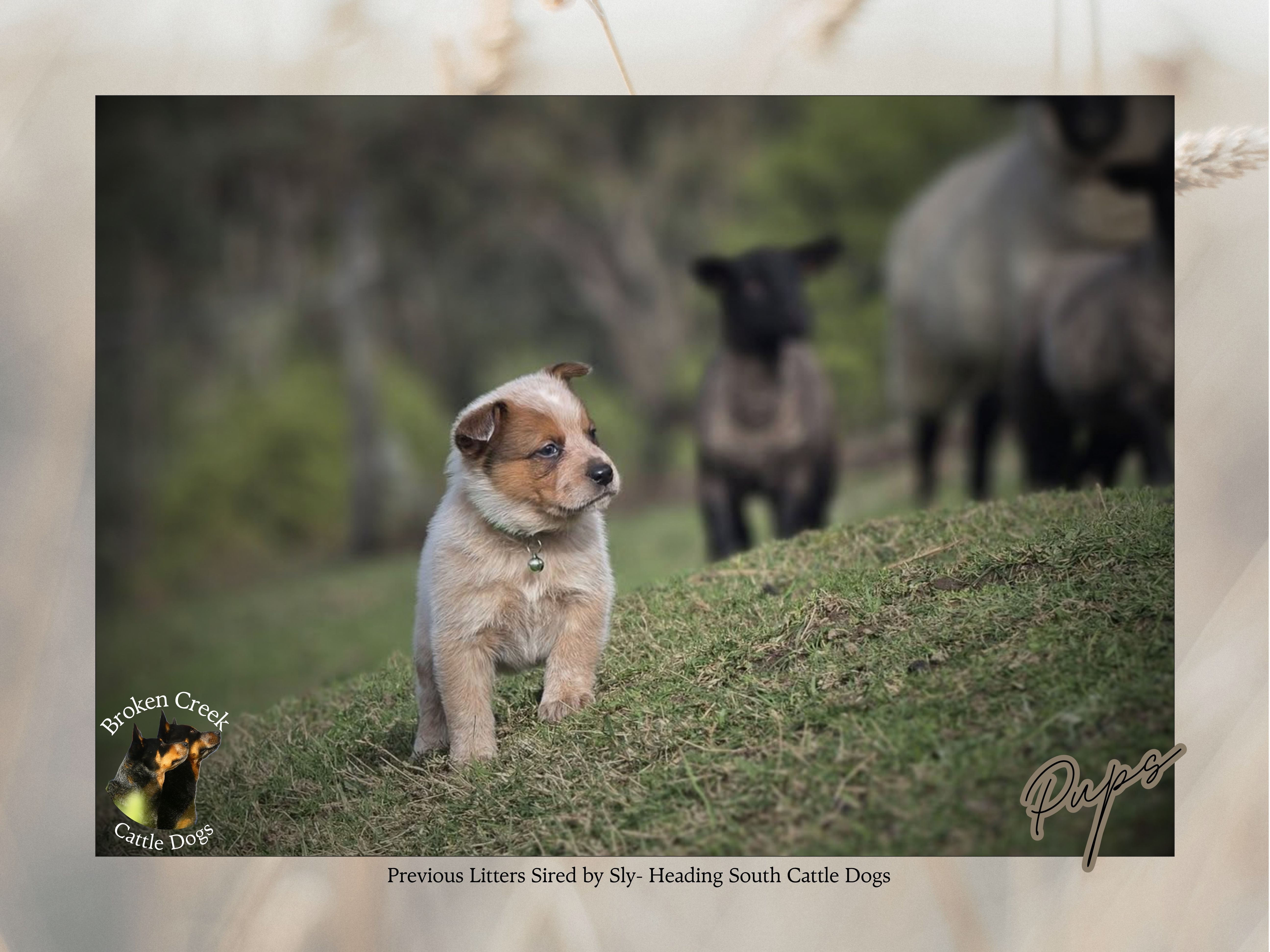 Red and Blue Heeler Pups - Broken Creek Cattle Dogs — photo 1