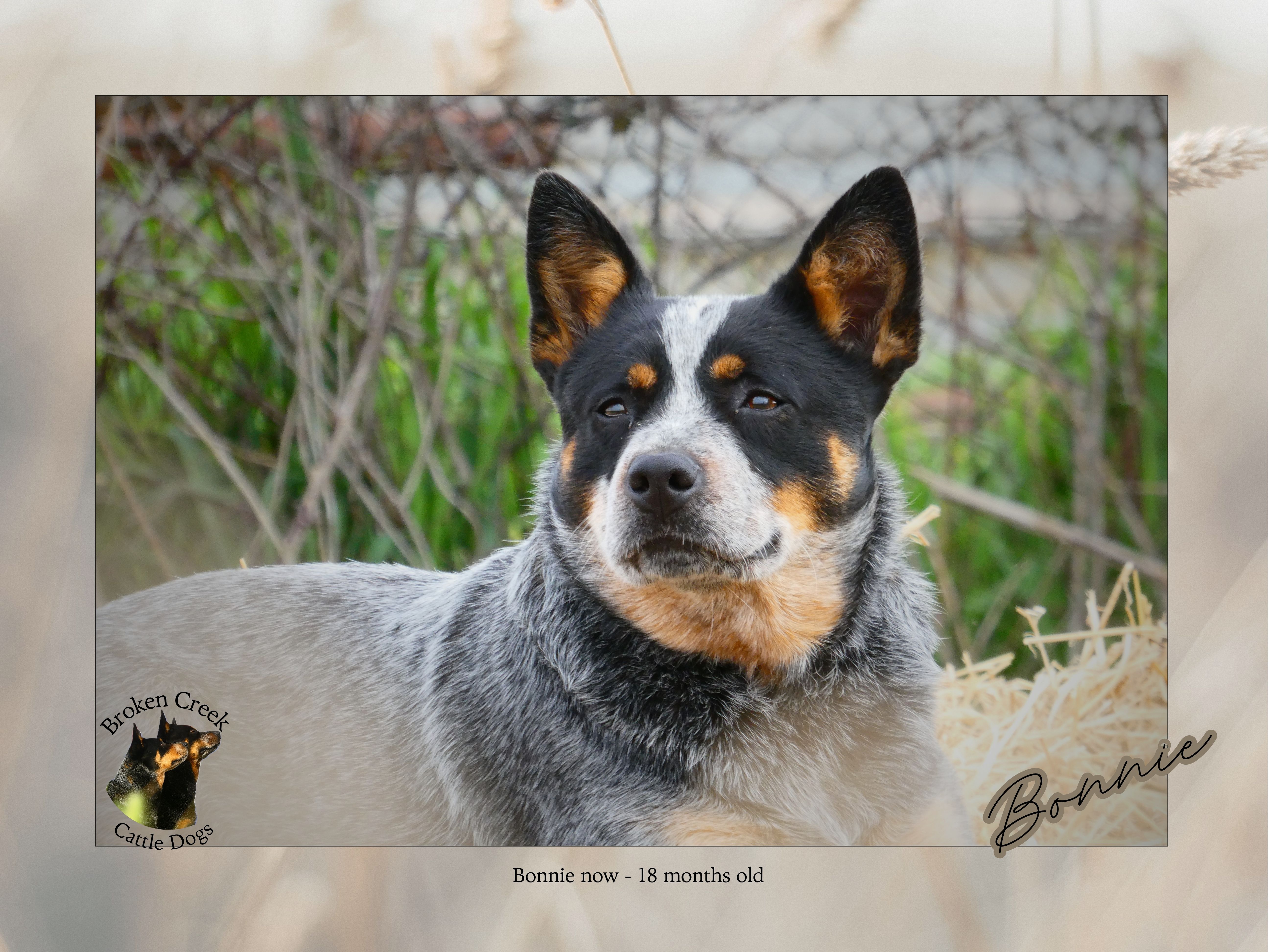 Red and Blue Heeler Pups - Broken Creek Cattle Dogs — photo 9