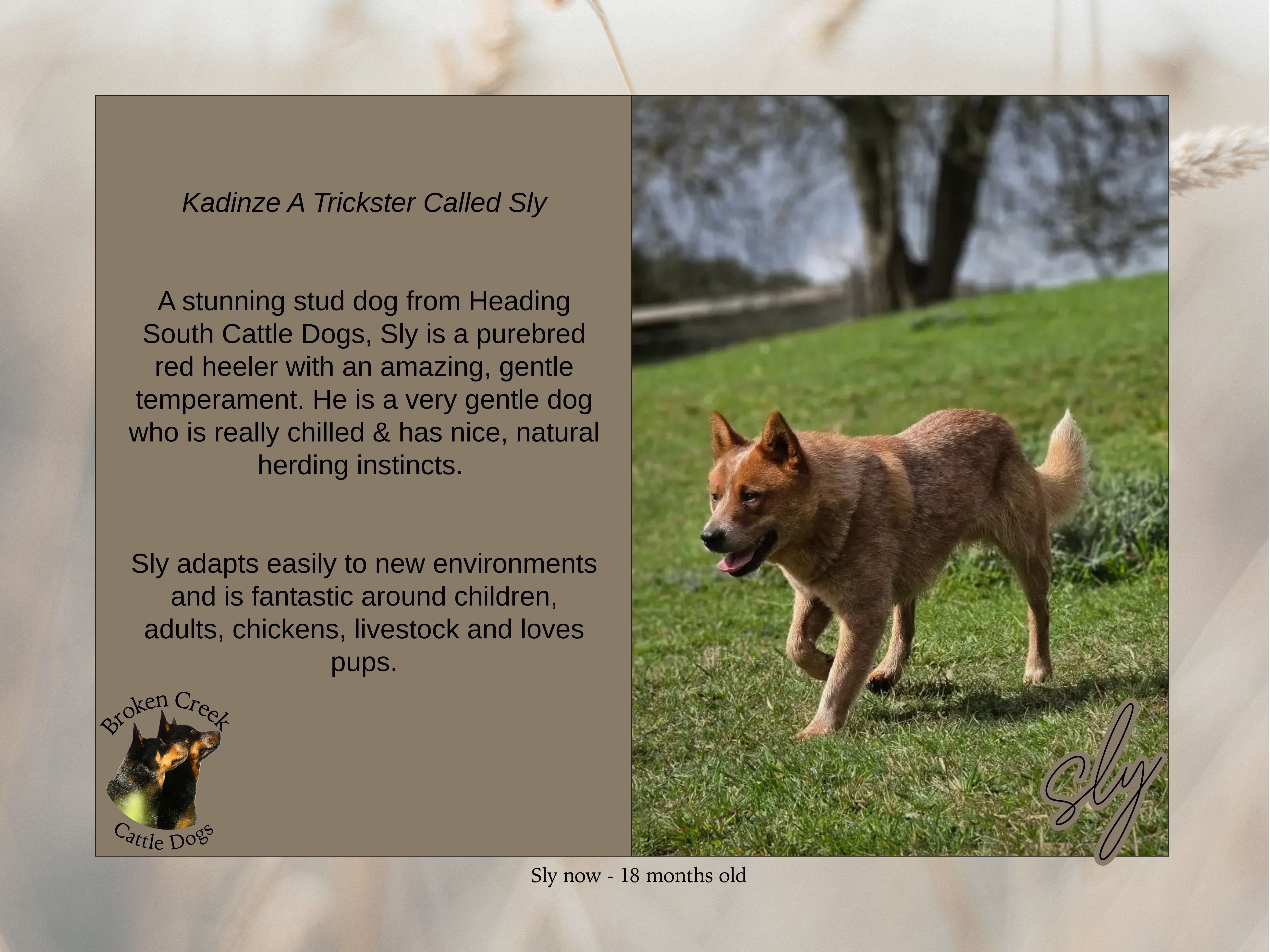 Red and Blue Heeler Pups - Broken Creek Cattle Dogs — photo 3