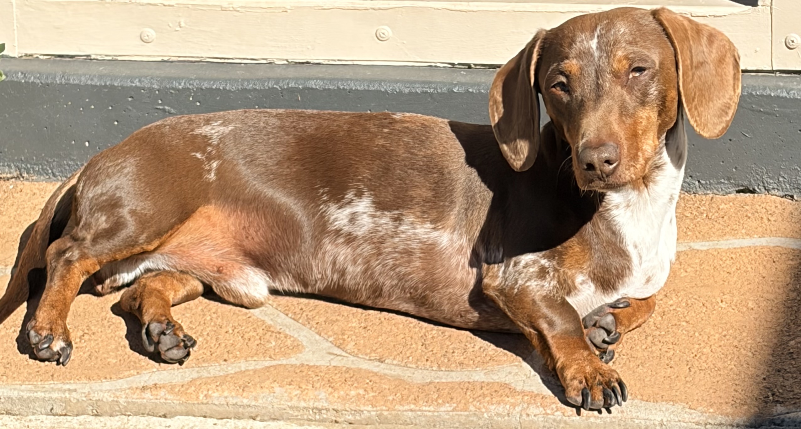 Smooth Haired Mini Daschund — photo 5